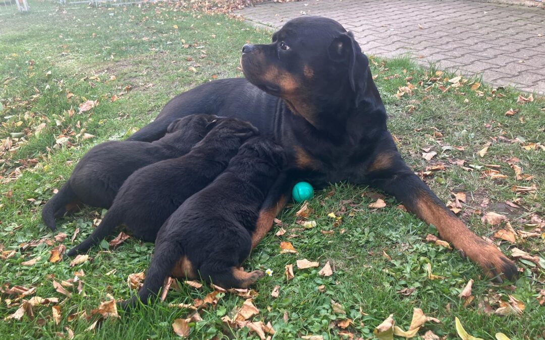 Würfe unserer Züchter 2025